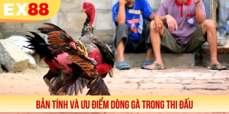 Bản tính và ưu điểm dòng gà trong thi đấu